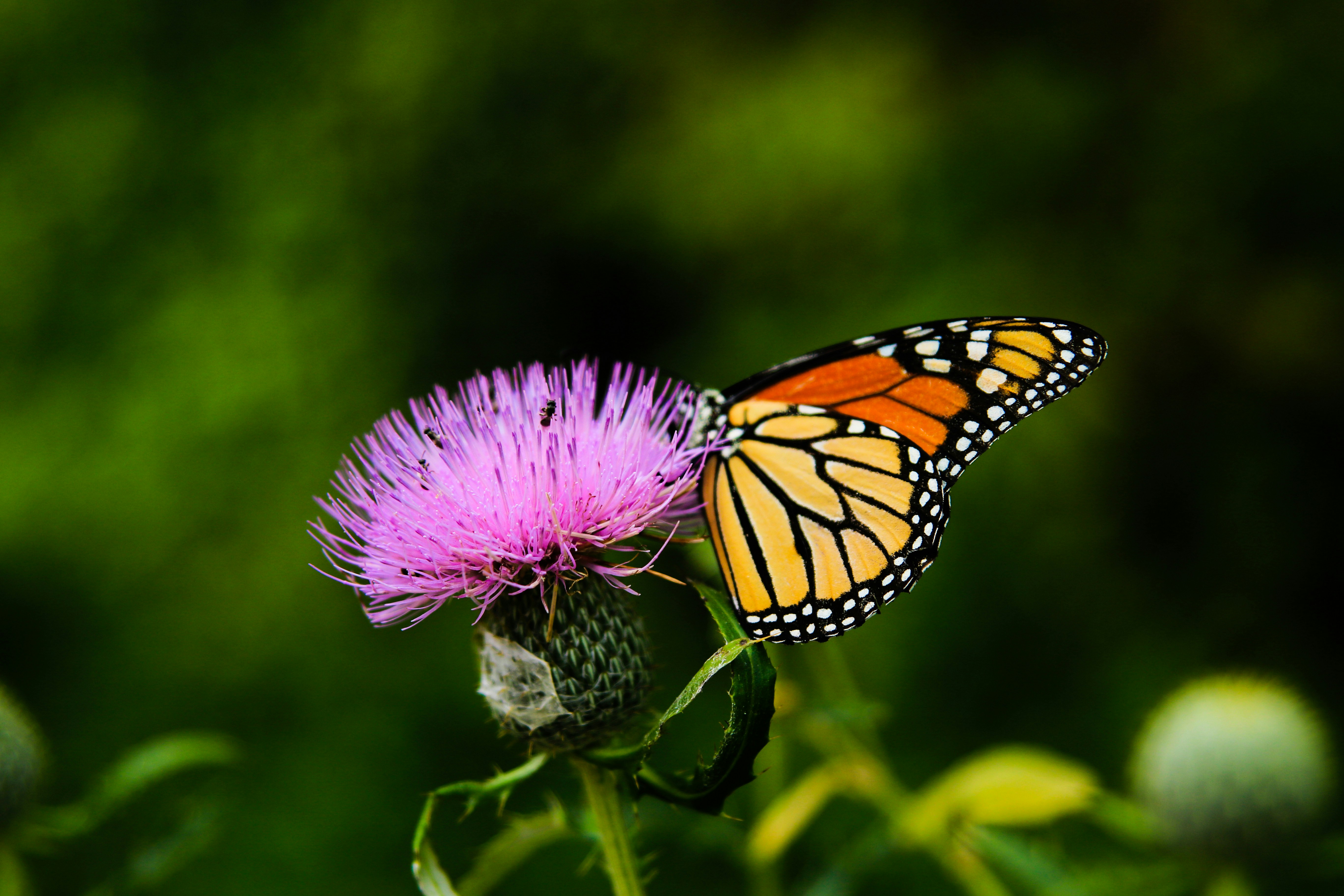 Butterfly on a Flower